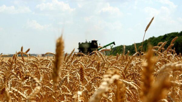 Аграрии Кубани собрали рекордный урожай – 14, 7 миллионов тонн зерновых