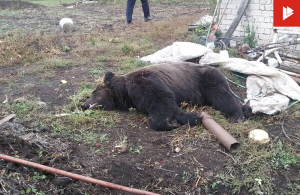 Бастрыкин потребовал разобраться, как медведь мог уничтожить жителя Воронежской области