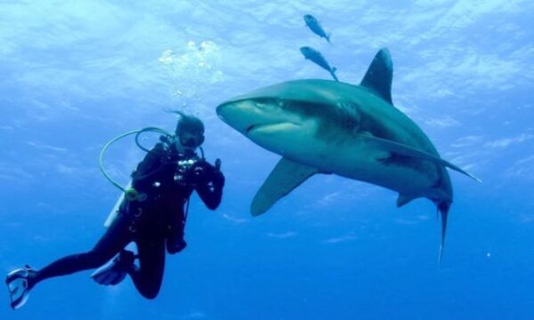 Британский дайвер, спасаясь от акулы, проплыл больше семи километров