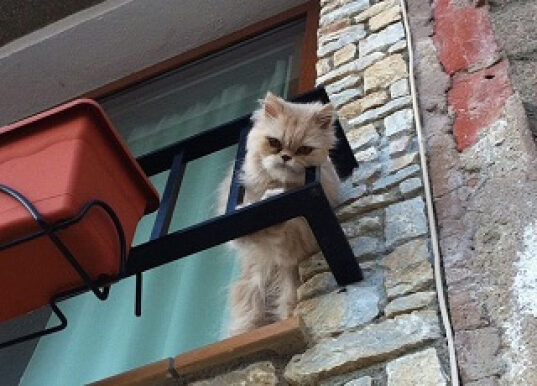 Что делать, если кошка упала с балкона
