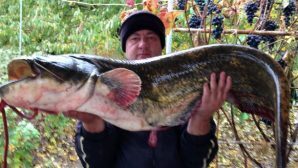 Донской рыбак поймал под Ростовом гигантского сома весом в 22 килограмма