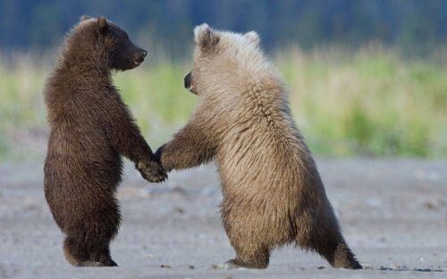 Двух медвежат приютили в приморском сафари-парке