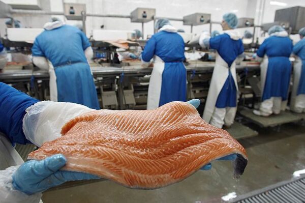 Мощный завод по производству лосося построят в Татарстане с участием норвежского инвестора