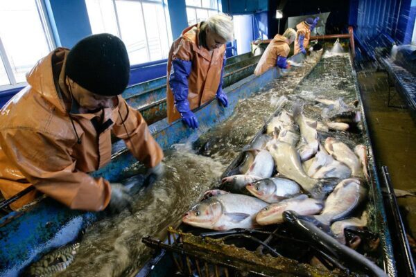 На Камчатке построят высокотехнологичный завод по переработке рыбы