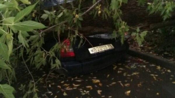 На улице 8 марта в Липецке дерево упало на автомобиль (фото)