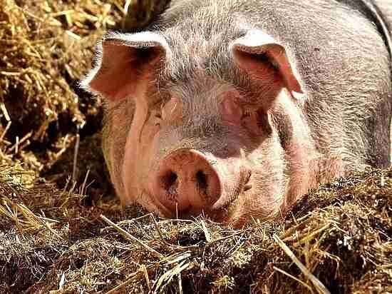 Почему Российская Федерация запретила ввоз живых свиней из ЕС и США — Инородное мясо