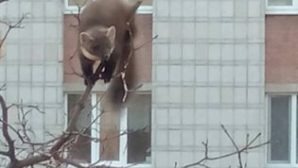 Почти сутки куница просидела на дереве? в Димитровграде