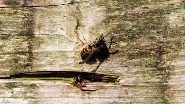 Пользователей Сети шокировало видео смертельной схватки осы и пчелы