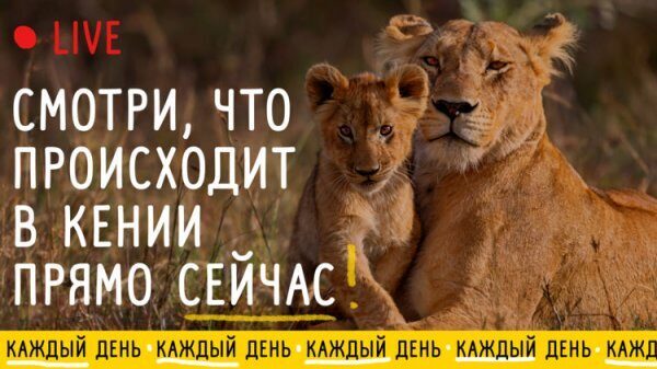 Пользователи соцсети «Одноклассники» смогут наблюдать за дикой природой в режиме онлайн