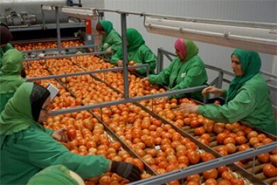Поставки томатов из Турции в РФ не повлияют на рынок — Ткачёв