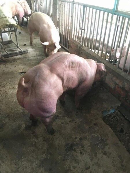 Свиньи-мутанты напугали пользователей сети и зоозащитников