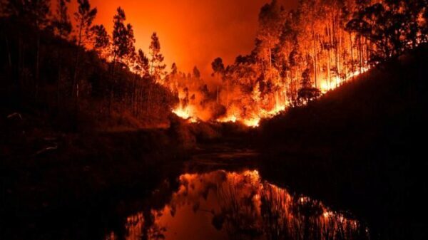 Трагедия в Португалии. Люди гибнут из-за мощнейшего лесного пожара