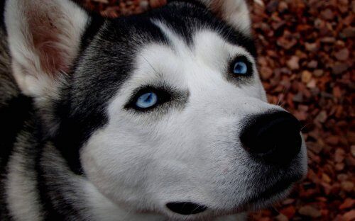 Ученые доказали, что собаки могут чувствовать «запах страха»