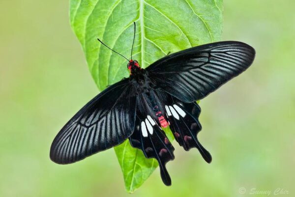 Ученые использовали крылья бабочки при создании солнечных батарей