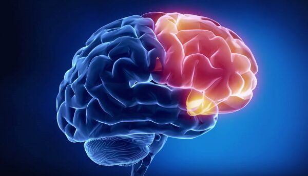 Ученые накачали мини-мозг прсихотропными препаратами