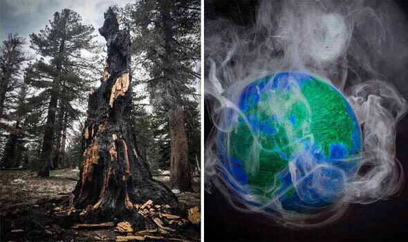 Ученые NASA обвинили умирающие леса в глобальном потеплении