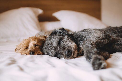 Ученые: Собаки во время сна обучаются и запоминают