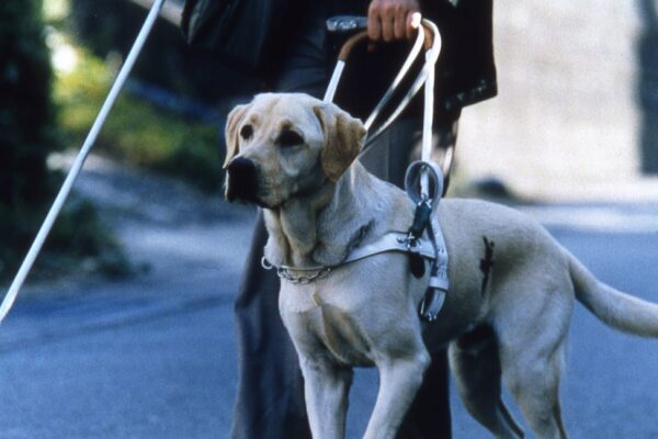 В Иркутске догхантеры отравили собаку-поводыря слепой женщины