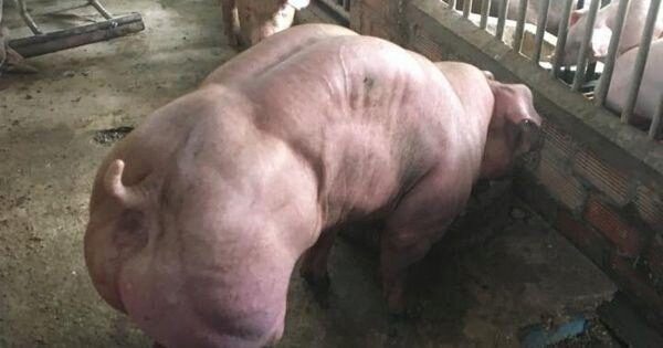 В Камбодже разводят мускулистых свиней-мутантов