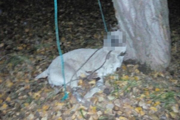 В Казани неизвестные повесили беременную собаку на дерево