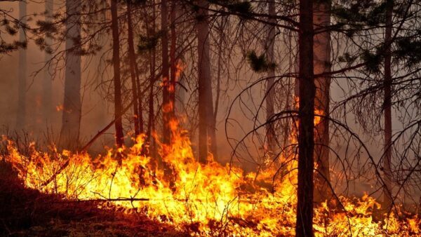 В ПФО количество лесных пожаров снизилось вдвое