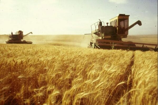 В России ожидается рекордный урожай зерновых