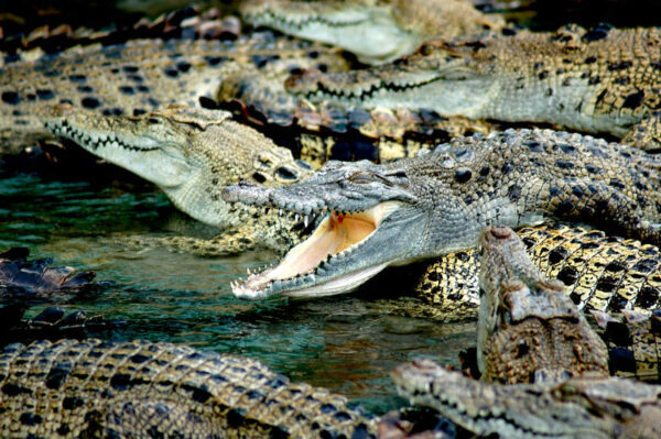 В США депутаты из Флориды поймали большого аллигатора