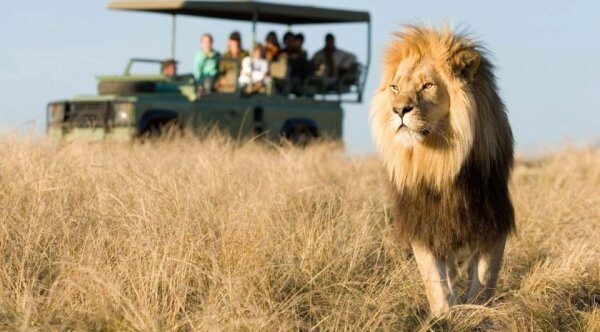 В ЮАР туристов напугал неожиданный поступок льва