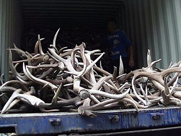 В Челябинской области на границе с Казахстаном пресекли ввоз 5 тонн оленьих рогов