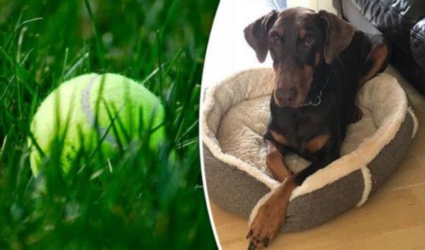 Ветеринары обнаружили в животе у собаки 25 теннисных мячей