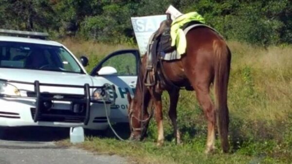 Американку арестовали за управление лошадью в нетрезвом состоянии