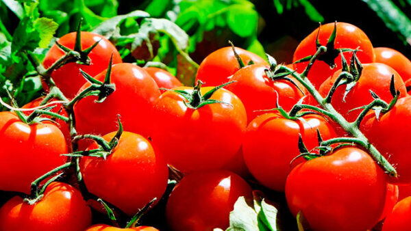 Bandita в Российской Федерации: из Турции приехала первая фура с помидорами