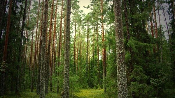 Депутат из Зауралья срубил 7 деревьев и стал уголовником