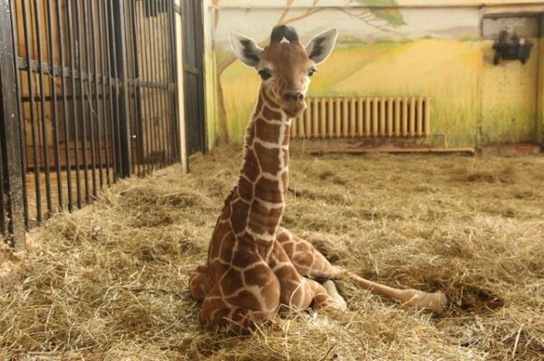 Детеныш жирафа появился на свет в Калининградском зоопарке