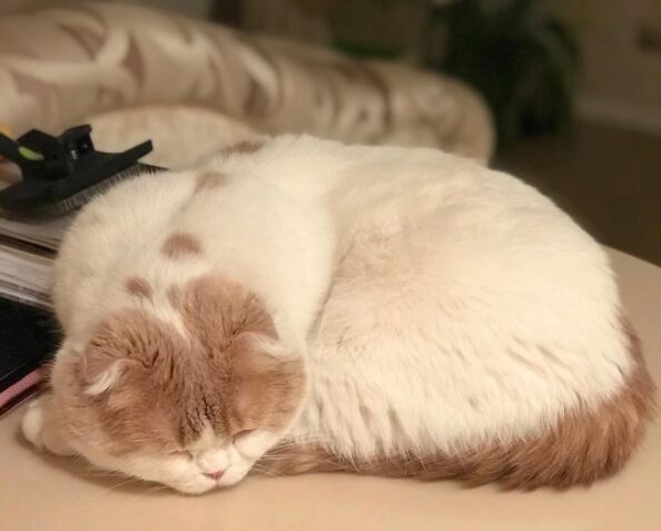 Красавец-кот Леры Кудрявцевой покорил пользователей Instagram