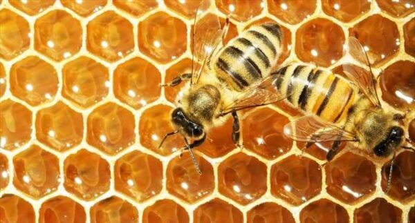 Медовые пчёлы издают милый " свистящий" звук, когда испуганы