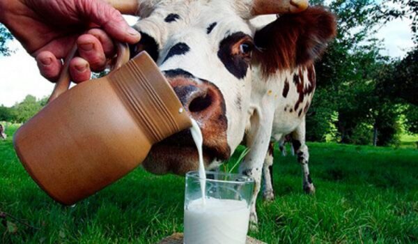 Практически 700 кг некачественной «молочки» продавалось в красноярских магазинах