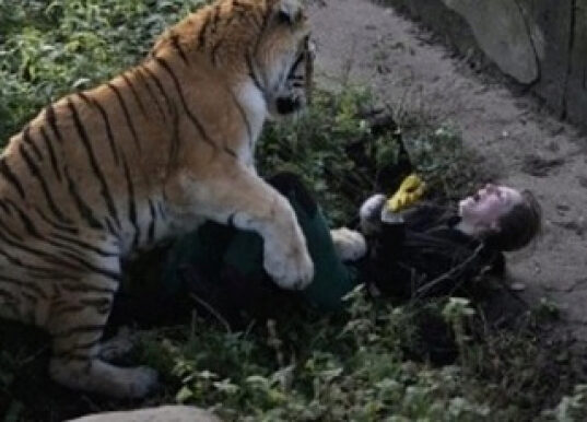 Спасая женщину от тигра, посетители зоопарка швыряли в зверя урны и камни (ФОТО)