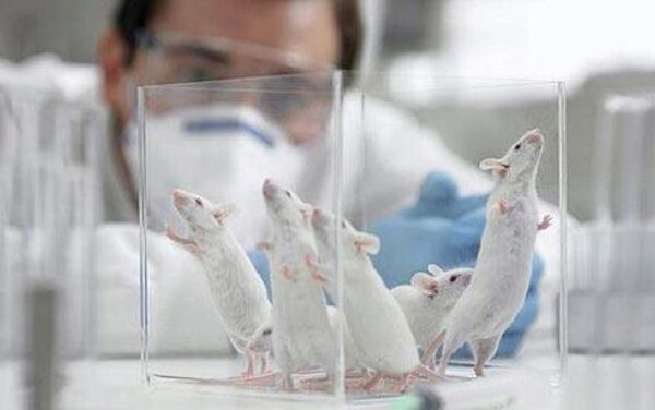Стволовые клетки оживили парализованных лабораторных крыс