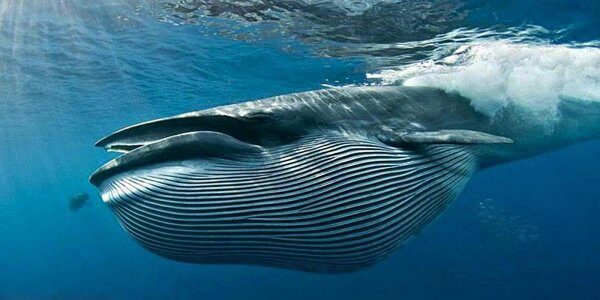 Учёные нашли способ различать "левшей" и "правшей" среди синих китов