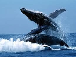 Ученые: Среди синих китов есть «левши» и «правши»