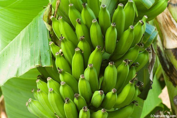 Учёные вывели сорт бананов с устойчивостью против болезней