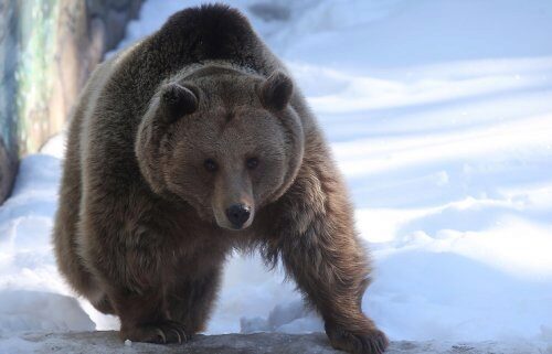 В Иркутской области медведь украл у охотника ружье и скрылся в лесу