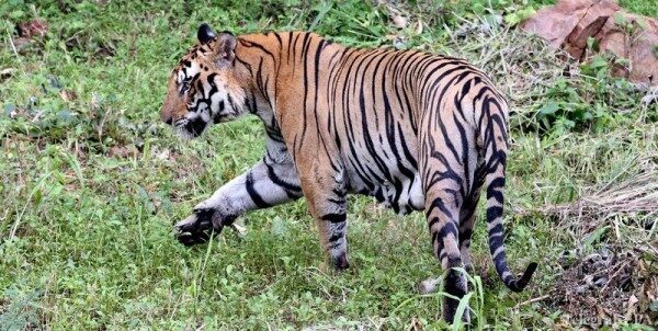 В Калининграде амурский тигр напал на сотрудницу зоопарка