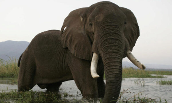 В Замбии слон затоптал туристов из Европы