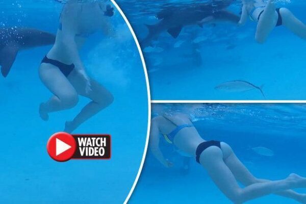 Акула-нянька напала на девушку во время подводной экскурсии