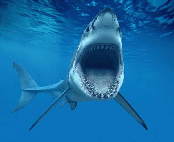 Дайверы сняли на видео нападение белой акулы на аквалангиста
