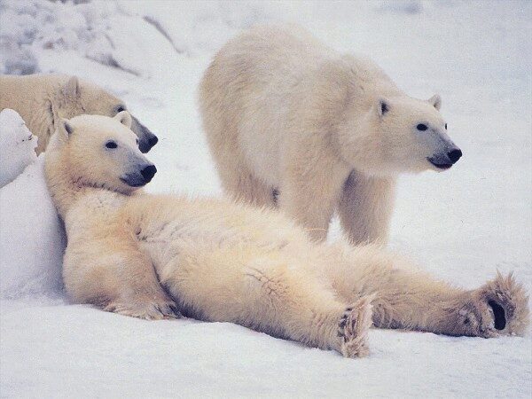 Два полярных медведя проникли в аэропорт на Аляске