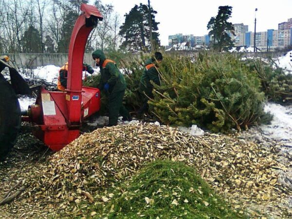 Где в Москве откроют пункты утилизации новогодних елок