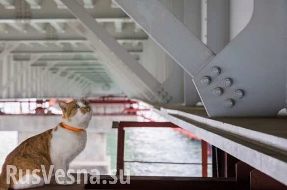 Главный по стройке: кот «проинспектирует» мост в Крым (ФОТО)